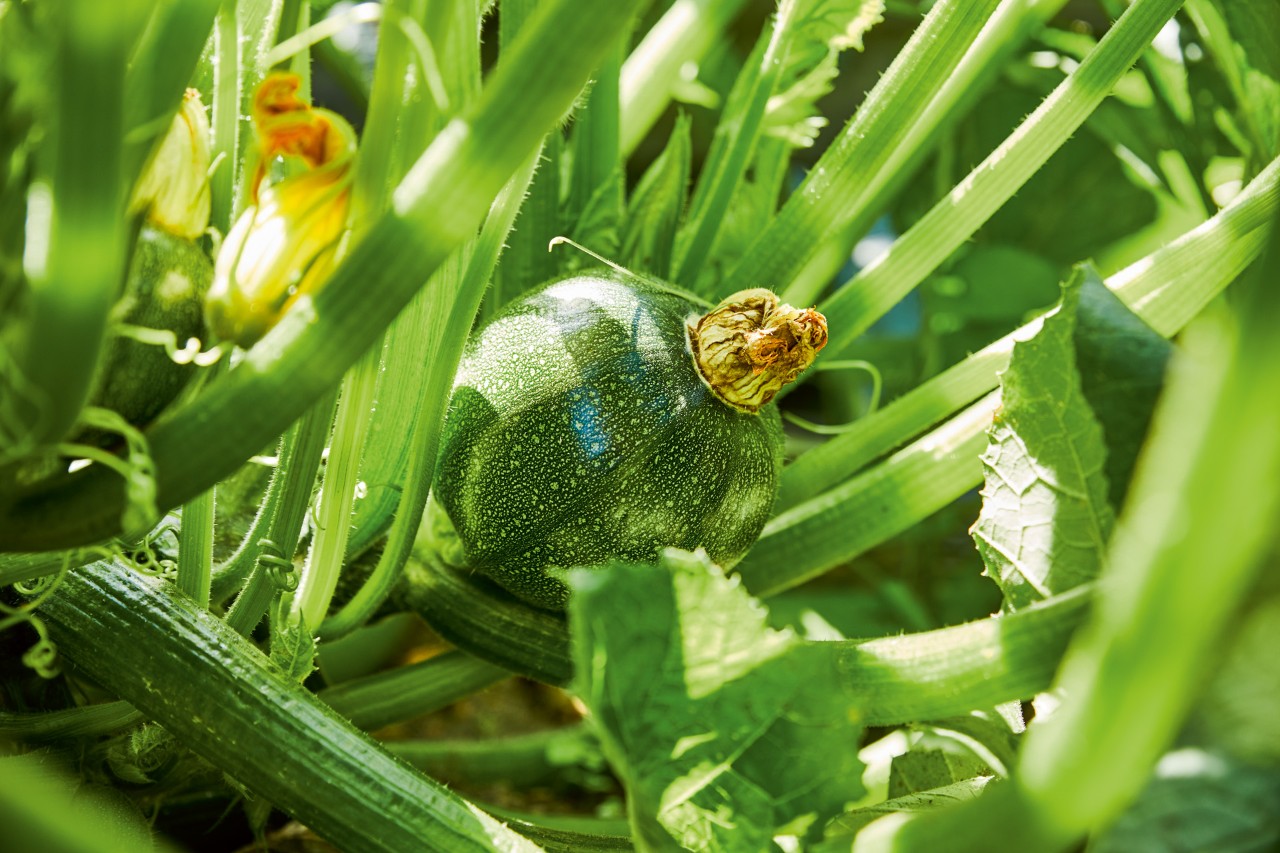Primer plano de un calabacín redondo en un huerto de hortalizas