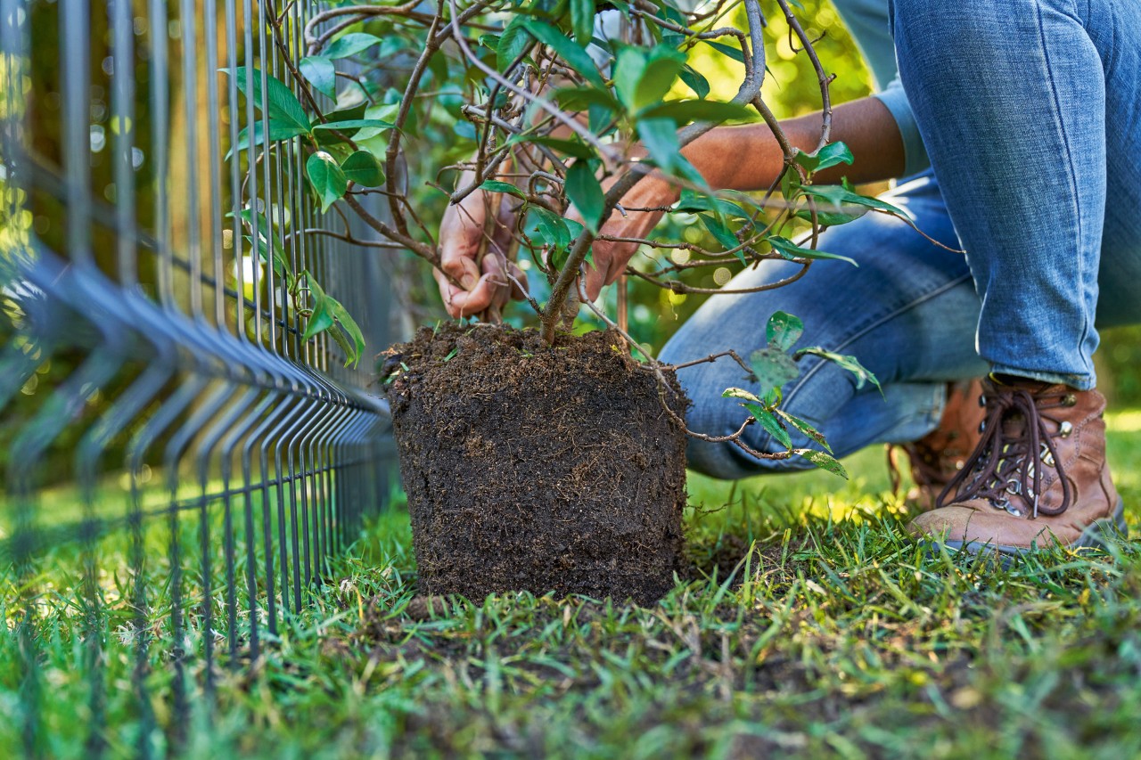 Primer plano de una mujer plantando una enredadera en la tierra para adornar una valla de privacidad