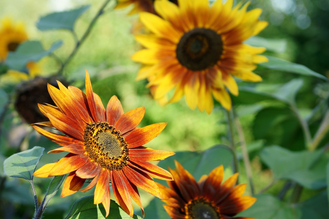Echinacea purpurea en flor