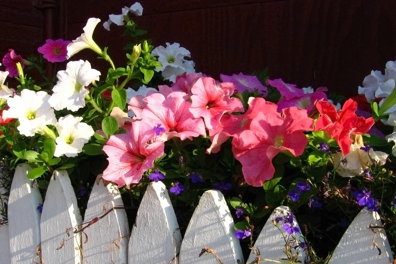 Jardineras con coloridas flores de verano en una valla
